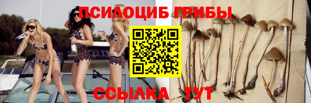 Галлюциногенные грибы Psilocybe Майкоп